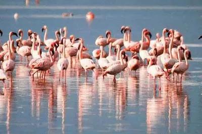 Winged guests arrive at Chilika lake before onset of winter