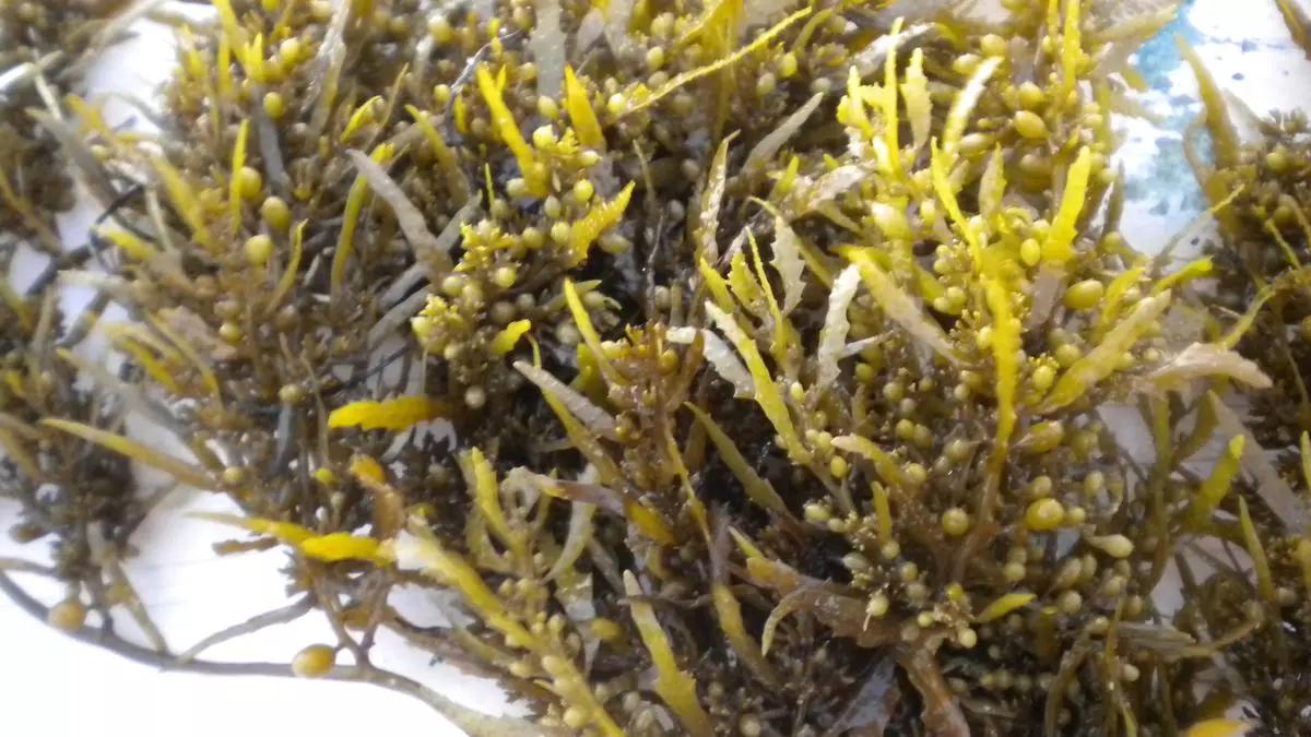 Seaweed-based nutraceutical product of CMFRI launched 