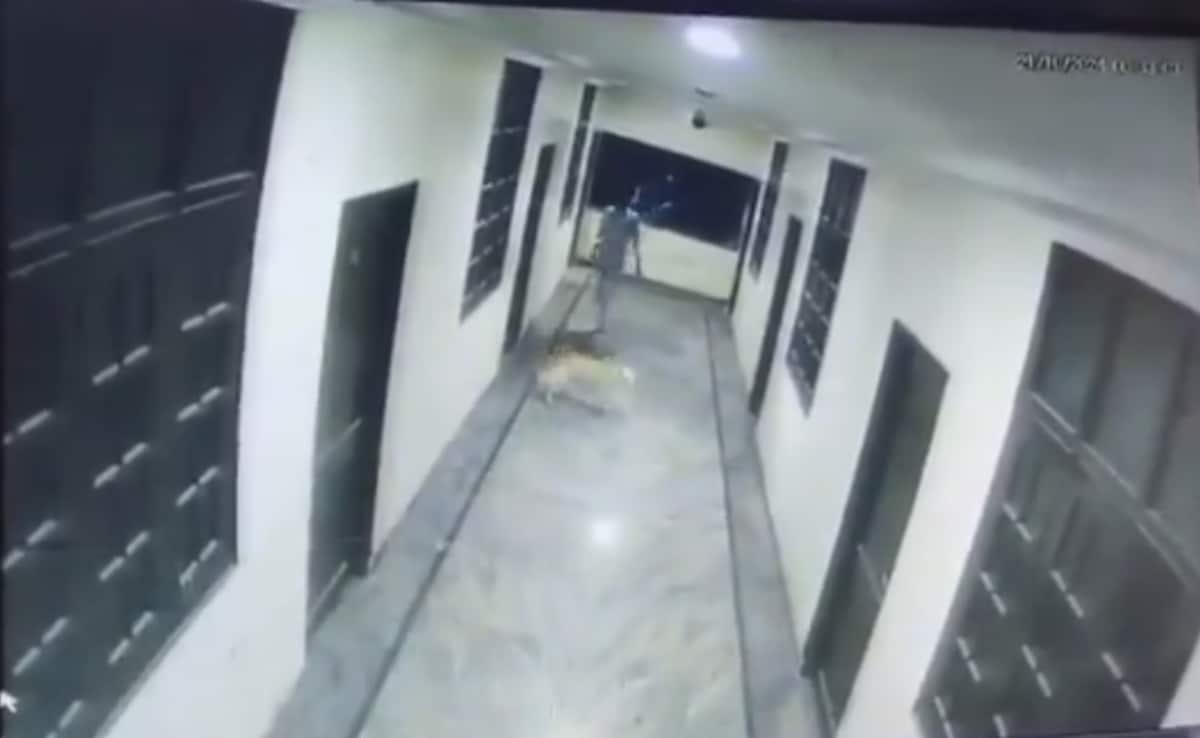 Student Chasing Dog Falls Off 3rd Floor Of Hyderabad Hotel, Dies