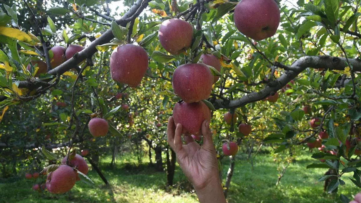 Boost for Kashmir apples