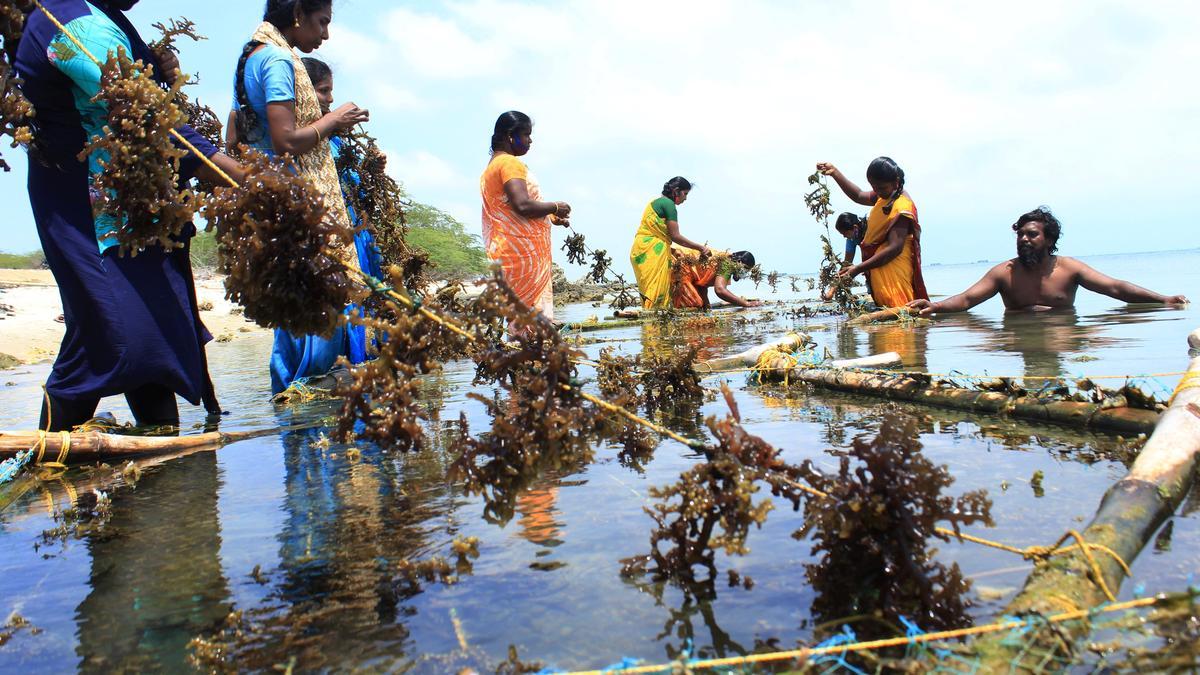 Centre notifies guidelines on seaweeds import