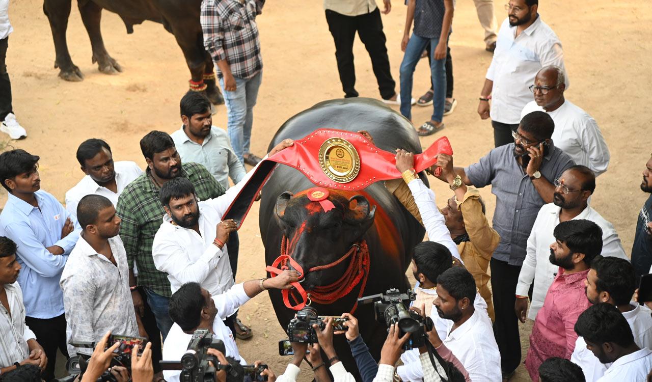 Hyderabad: 1.8 ton Gholu-2 to steal the show this Sadar