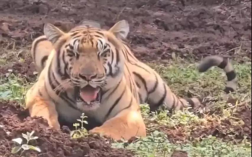 Tigress Yamuna from Maharashtra makes first kill in Odisha's Similipal Reserve