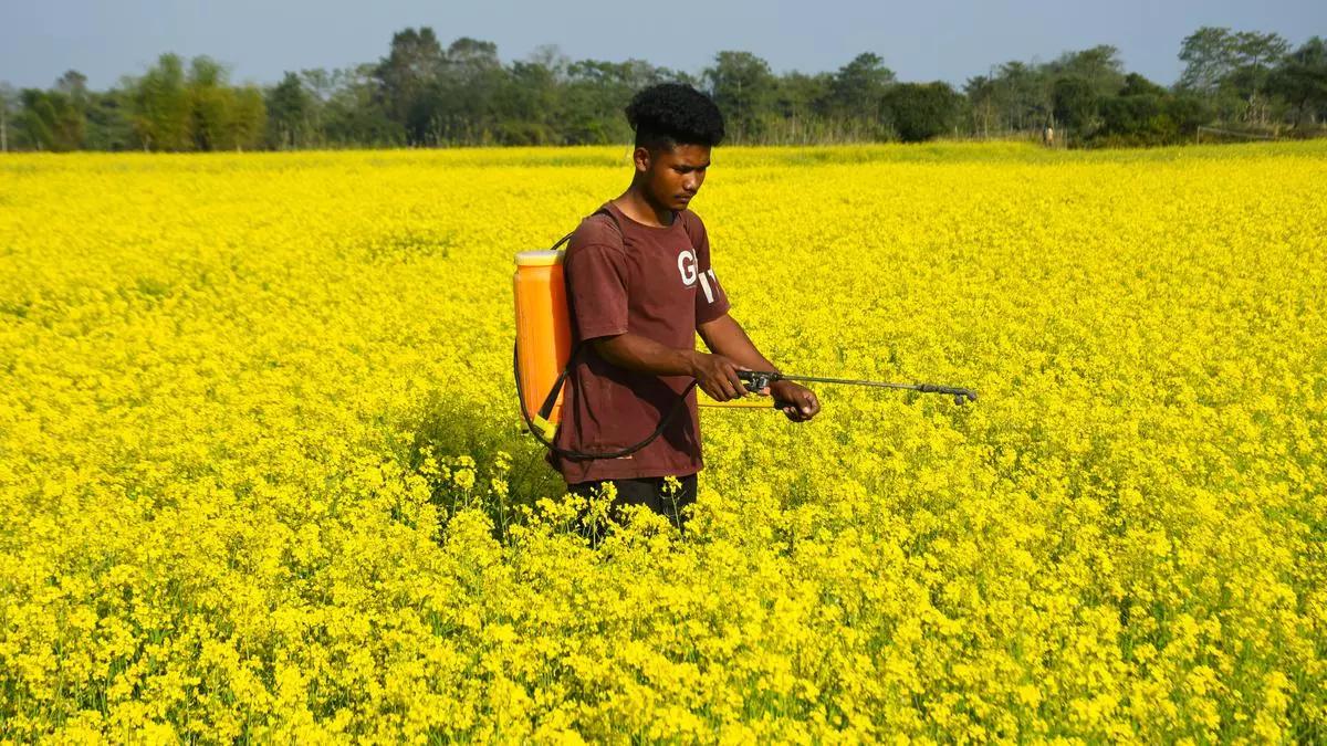 Mustard sown in 18.76 lakh ha in Rajasthan till Oct-end
