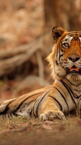 Rajasthan Villagers Kill Tiger T-86 with Stones After He Killed Shepherd