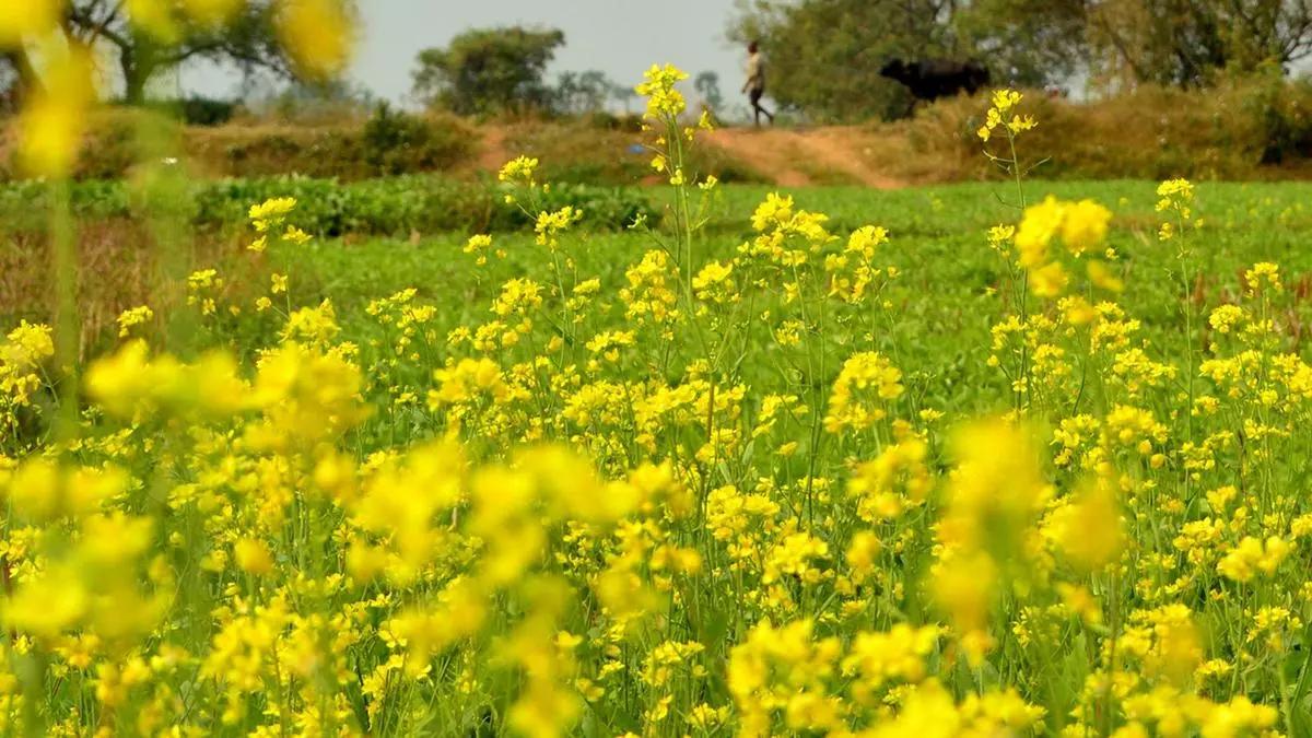 Sluggish start to rabi plantings in Rajasthan