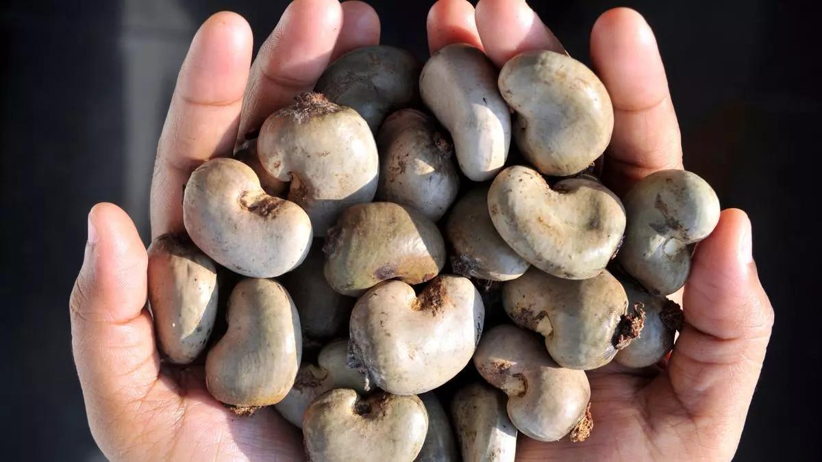 The economic impact of cashew farming: How nut agriculture fuels local economies