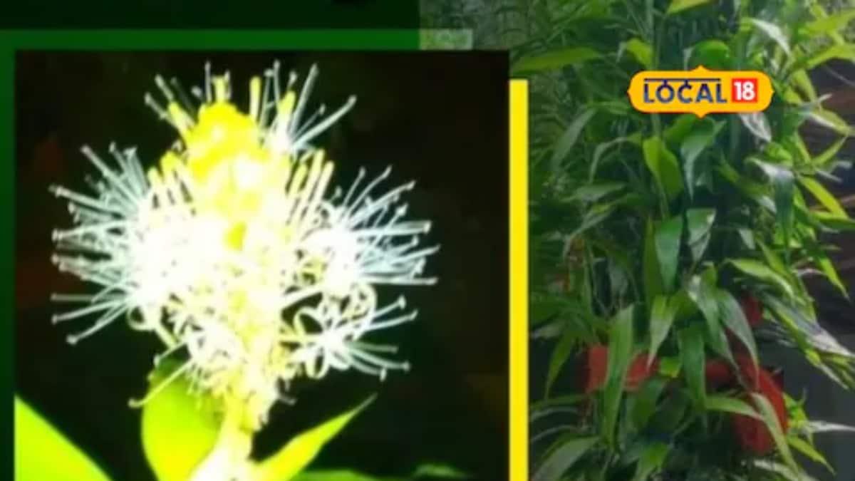 Lucky Bamboo Plant Blooms In Southern Karnataka After 14 Years
