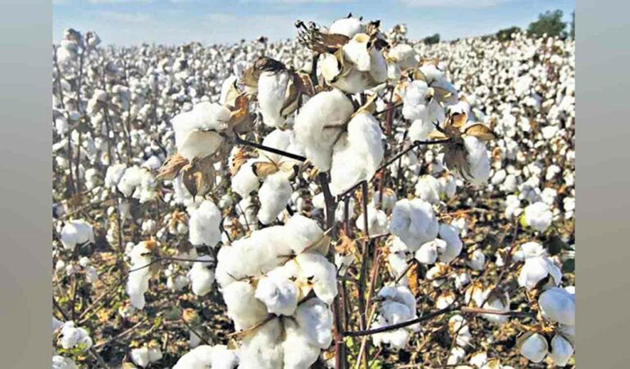 Challenges hit cotton farmers in Adilabad